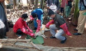 BREAKINGNEWS!!!  Gawat, Rabies Tiba di Kota Soe