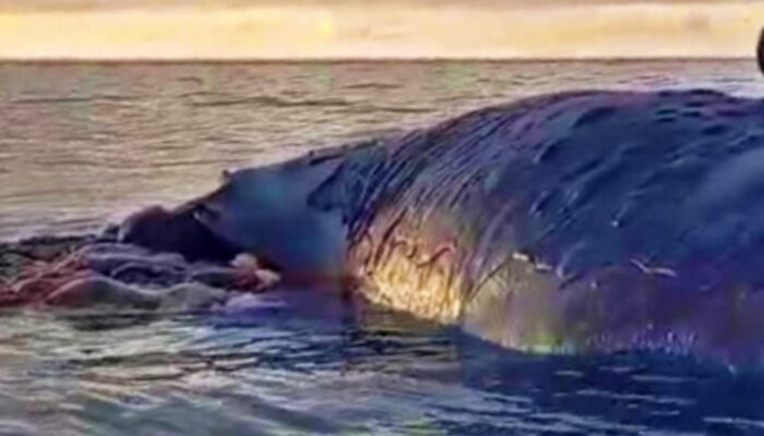 Bangkai Paus Mengambang di Perairan Barate, Kabupaten Kupang