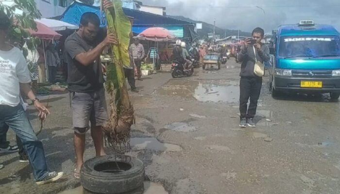 Tak Kunjung Diperbaiki, Supir Angkot Tanam Pisang dan Singkong di Jalan Rusak