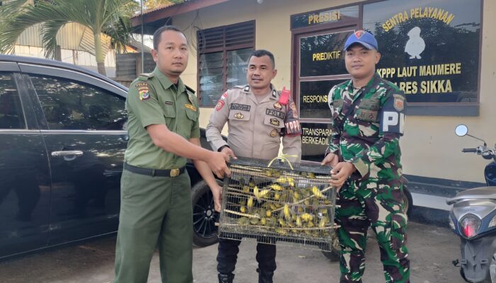 BBKSDA NTT dan Tim Gabungan Gagalkan Penyelundupan 1.260 Ekor Burung  Zosterops Flavus, di Pelabuhan Lorens Say Maumere