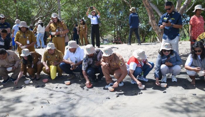 Gelar Festival  Penyu, Pertamina Patra Niaga Lepas Liar 600 Tukik di  Teluk Kupang