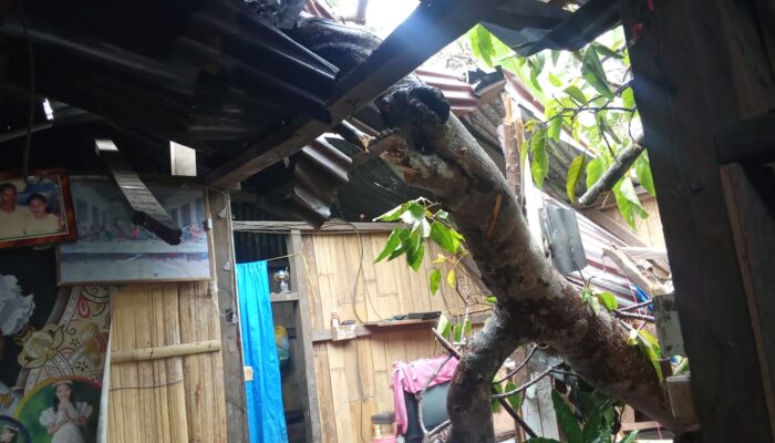 Waspada  Bencana Alam Mengintai, Satu Rumah Sudah Tertimpa Pohon Kemiri