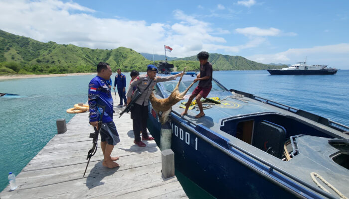 Pemburu Rusa  di TN Komodo Asal Bima Ditangkap Patroli Gabungan Ditpolairud dan TNK