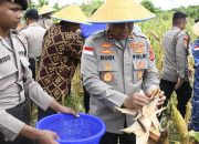 Kapolda NTT Pimpin Panen Raya Jagung Kuartal IV 2025, Perkuat NTT Sebagai Lumbung Jagung Nasional