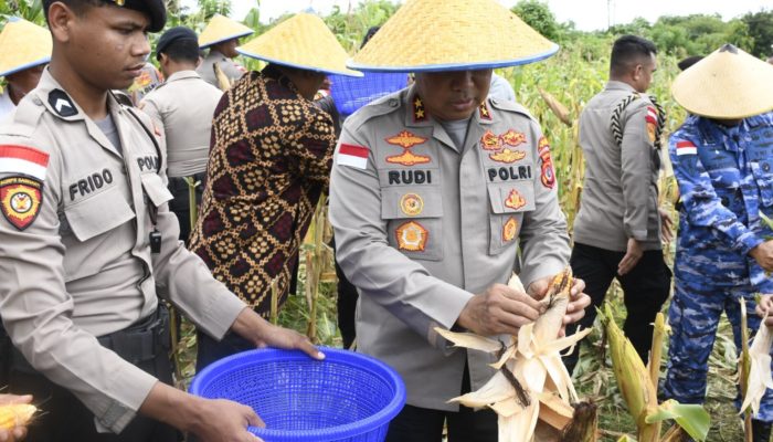 Kapolda NTT Pimpin Panen Raya Jagung Kuartal IV 2025, Perkuat NTT Sebagai Lumbung Jagung Nasional