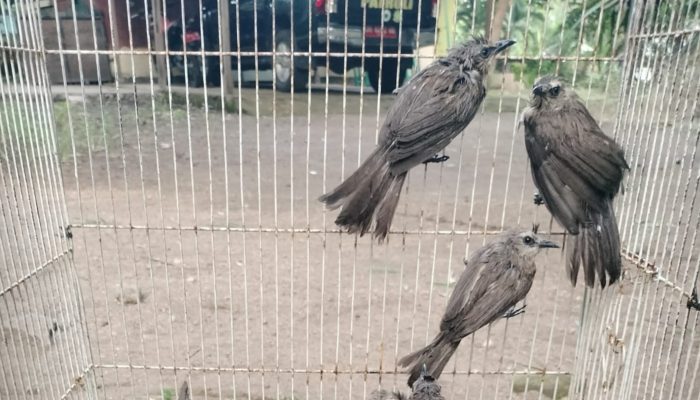 Lagi, Petugas Gabungan Gagalkan Penyelundupan Puluhan Burung di Pelabuhan Lorens Say Maumere