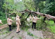 Puluhan Personil Brimob Kompi 3 Balyon C Pelopor Bersihkan Pohon Tumbang