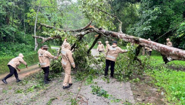 Puluhan Personil Brimob Kompi 3 Balyon C Pelopor Bersihkan Pohon Tumbang
