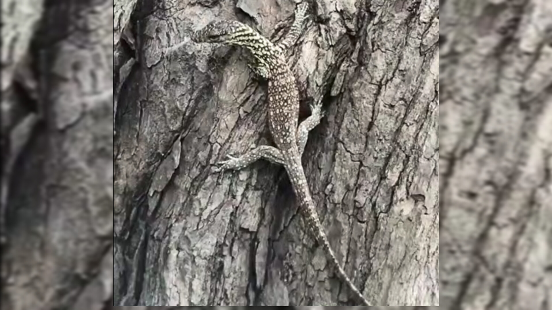 Komodo Masuk Pondok Warga di  Manggarai Timur, Team BBKSDA Turun Tangan