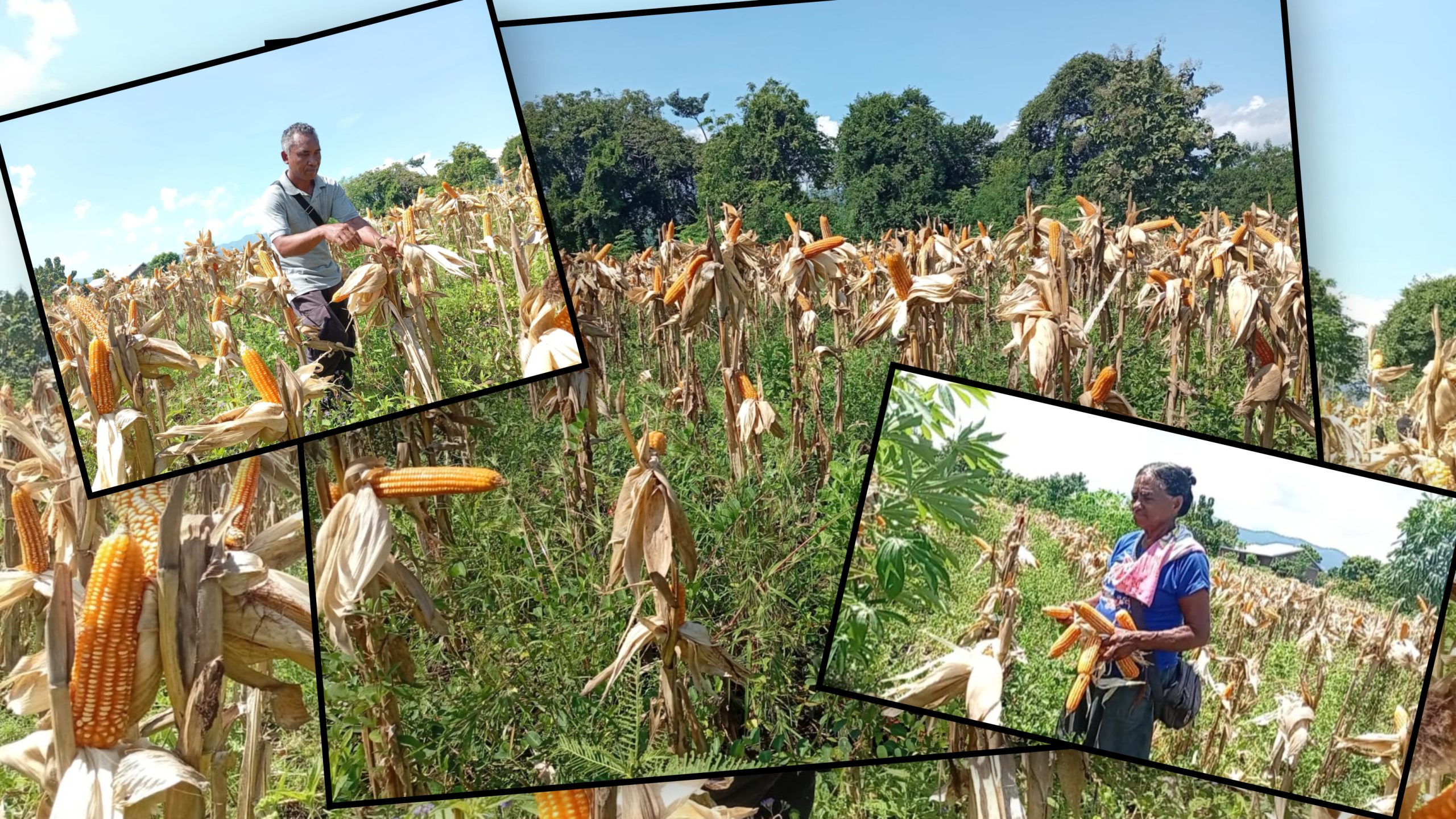 Cerita Kemandirian Pangan dari Kebun Jagung  KBG Louis de Monfort di bukit Kolinuba
