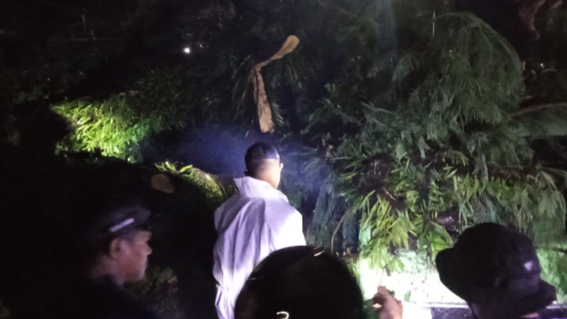 Hujan Deras, Pohon Tumbang Timpa Motor di Kota Ambon